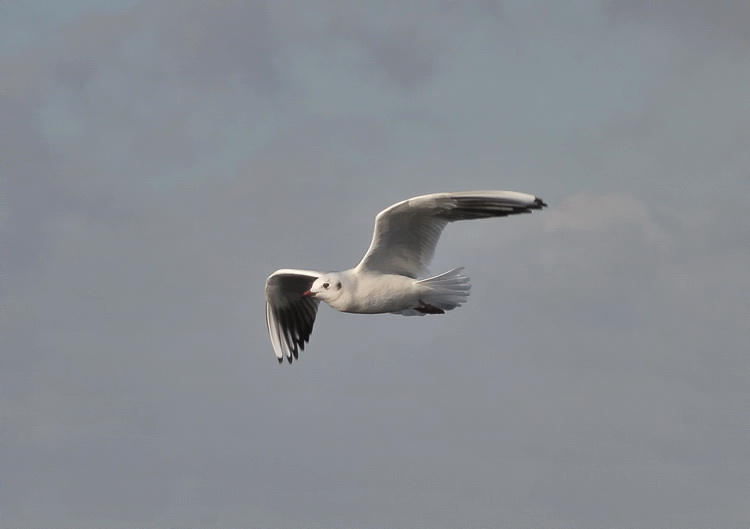 Gabbiano comune  - Larus ridibundus